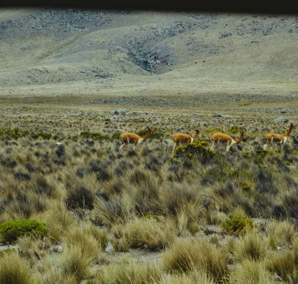 Colca Canyon