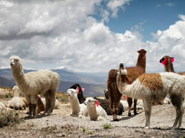 Andean Explorer